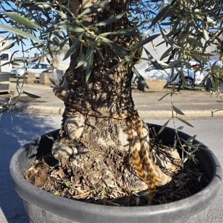 Olivenbaum "Olea Europaea" Hojiblanca (Nr. 12) 70-90cm Stammu.