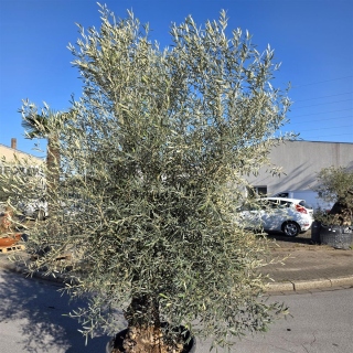 Olivenbaum "Olea Europaea" Hojiblanca (Nr. 12) 70-90cm Stammu.