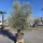 Olivenbaum "Olea Europaea" Hojiblanca (Nr. 12) 70-90cm Stammu.