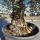 Olivenbaum "Olea Europaea" Hojiblanca (Nr. 12) 70-90cm Stammu.