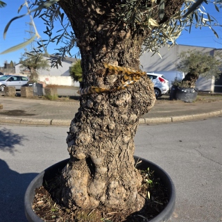 Olivenbaum "Olea Europaea" Hojiblanca (Nr. 13) 70-100cm Stammu.