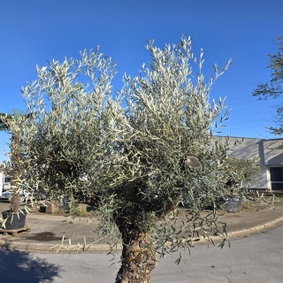 Olivenbaum "Olea Europaea" Hojiblanca (Nr. 13) 70-100cm Stammu.