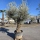 Olivenbaum "Olea Europaea" Hojiblanca (Nr. 13) 70-100cm Stammu.