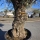 Olivenbaum "Olea Europaea" Hojiblanca (Nr. 13) 70-100cm Stammu.