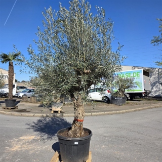 Olivenbaum "Olea Europaea" Hojiblanca (Nr. 14) 60-80cm Stammu.