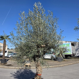 Olivenbaum "Olea Europaea" Hojiblanca (Nr. 14) 60-80cm Stammu.