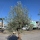 Olivenbaum "Olea Europaea" Hojiblanca (Nr. 14) 60-80cm Stammu.