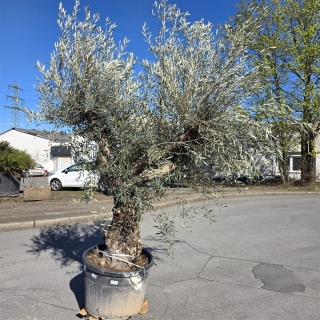 Olivenbaum "Olea Europaea" Hojiblanca (Nr. 15)...