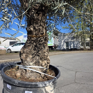 Olivenbaum "Olea Europaea" Hojiblanca (Nr. 15) 70-100cm Stammu.