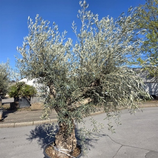 Olivenbaum "Olea Europaea" Hojiblanca (Nr. 15) 70-100cm Stammu.