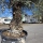 Olivenbaum "Olea Europaea" Hojiblanca (Nr. 15) 70-100cm Stammu.