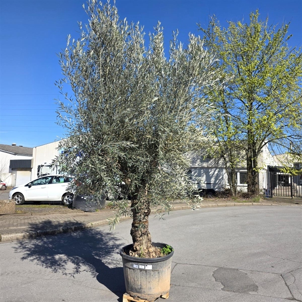 Olivenbaum "Olea Europaea" Hojiblanca (Nr. 16) 60-80cm Stammu.