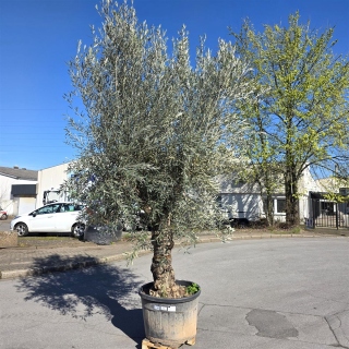 Olivenbaum "Olea Europaea" Hojiblanca (Nr. 16)...