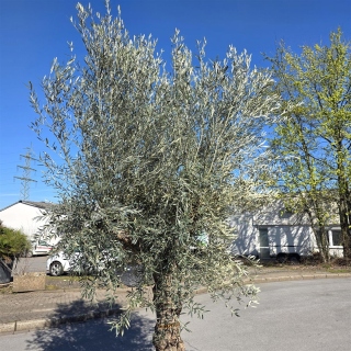 Olivenbaum "Olea Europaea" Hojiblanca (Nr. 16) 60-80cm Stammu.