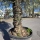Olivenbaum "Olea Europaea" Hojiblanca (Nr. 16) 60-80cm Stammu.