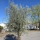 Olivenbaum "Olea Europaea" Hojiblanca (Nr. 16) 60-80cm Stammu.