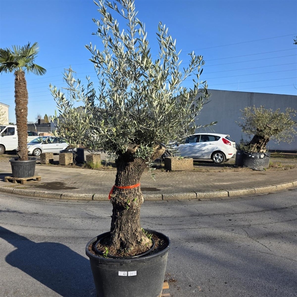 Olivenbaum "Olea Europaea" (Nr.20) 75cm Stammu. 250cm hoch