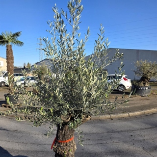 Olivenbaum "Olea Europaea" (Nr.20) 75cm Stammu. 250cm hoch