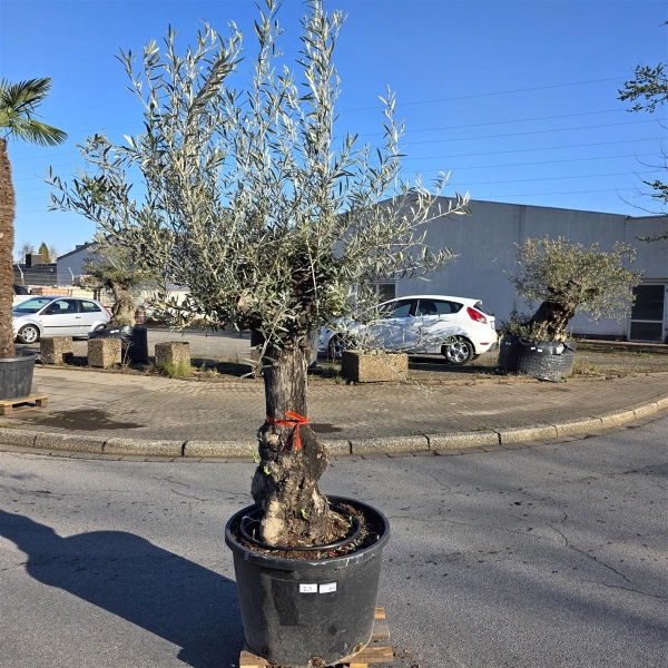 Olivenbaum "Olea Europaea" (Nr.21) 85cm Stammu. 250cm hoch