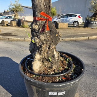 Olivenbaum "Olea Europaea" (Nr.21) 85cm Stammu. 250cm hoch