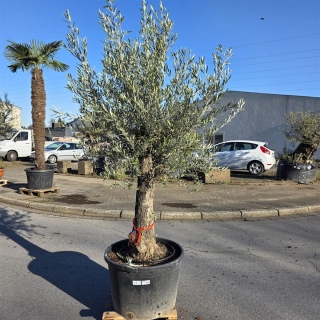 Olivenbaum "Olea Europaea" (Nr.22) 59cm Stammu....