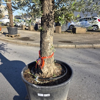 Olivenbaum "Olea Europaea" (Nr.22) 59cm Stammu. 250cm hoch