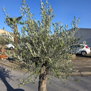 Olivenbaum "Olea Europaea" (Nr.22) 59cm Stammu. 250cm hoch