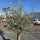 Olivenbaum "Olea Europaea" (Nr.22) 59cm Stammu. 250cm hoch