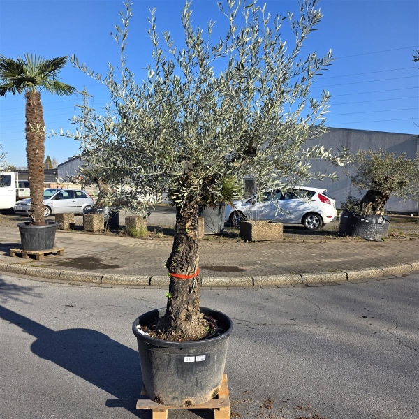 Olivenbaum "Olea Europaea" (Nr.23) 70cm Stammu. 250cm hoch