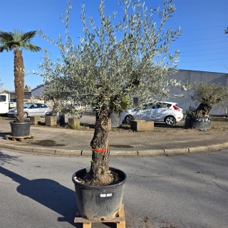 Olivenbaum "Olea Europaea" (Nr.23) 70cm Stammu. 250cm hoch