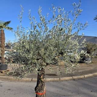 Olivenbaum "Olea Europaea" (Nr.23) 70cm Stammu. 250cm hoch