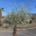 Olivenbaum "Olea Europaea" (Nr.23) 70cm Stammu. 250cm hoch