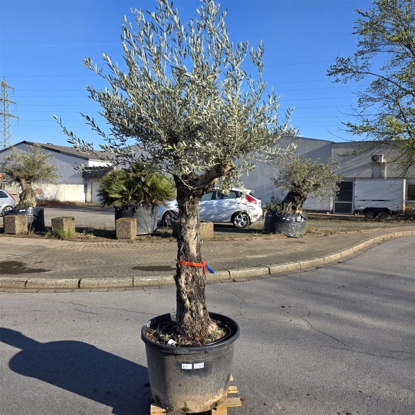 Olivenbaum "Olea Europaea" (Nr.24) 80cm Stammu. 250cm hoch