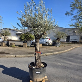 Olivenbaum "Olea Europaea" (Nr.24) 80cm Stammu....