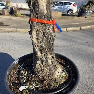 Olivenbaum "Olea Europaea" (Nr.24) 80cm Stammu. 250cm hoch