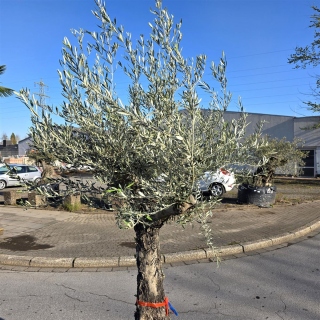 Olivenbaum "Olea Europaea" (Nr.24) 80cm Stammu. 250cm hoch