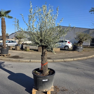 Olivenbaum "Olea Europaea" (Nr.25) 55cm Stammu....