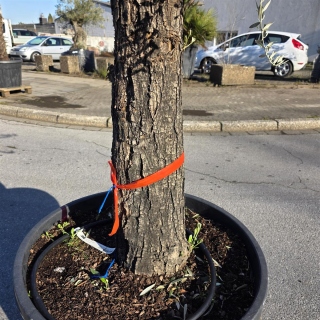 Olivenbaum "Olea Europaea" (Nr.25) 55cm Stammu. 250cm hoch
