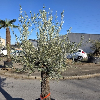 Olivenbaum "Olea Europaea" (Nr.25) 55cm Stammu. 250cm hoch