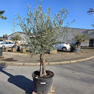 Olivenbaum "Olea Europaea" (Nr.26) 55cm Stammu....