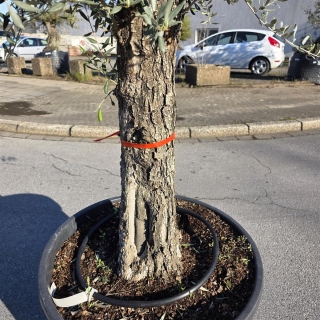 Olivenbaum "Olea Europaea" (Nr.26) 55cm Stammu. 250cm hoch