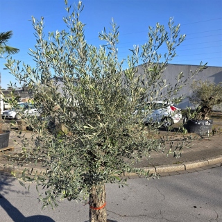 Olivenbaum "Olea Europaea" (Nr.26) 55cm Stammu. 250cm hoch