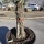 Olivenbaum "Olea Europaea" (Nr.26) 55cm Stammu. 250cm hoch