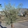 Olivenbaum "Olea Europaea" (Nr.26) 55cm Stammu. 250cm hoch