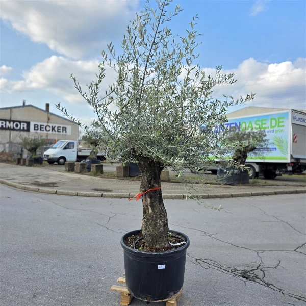 Olivenbaum "Olea Europaea" (Nr.27) 78cm Stammu. 250cm hoch