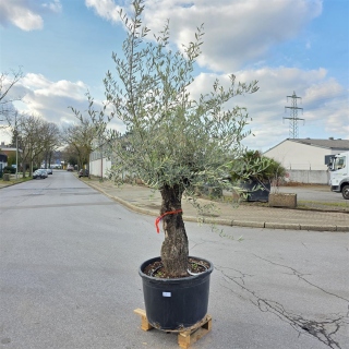 Olivenbaum "Olea Europaea" (Nr.27) 78cm Stammu....
