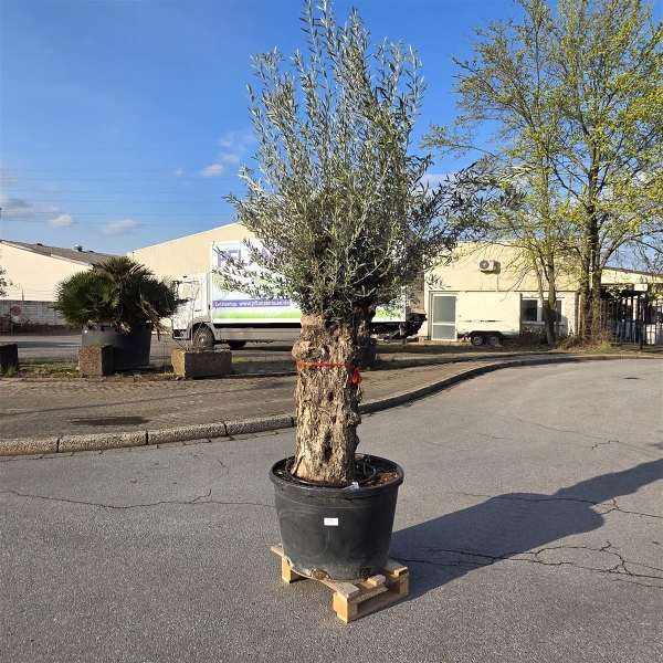 Olivenbaum "Olea Europaea" (Nr.28) 95cm Stammu. 250cm hoch