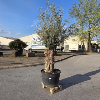 Olivenbaum "Olea Europaea" (Nr.28) 95cm Stammu....