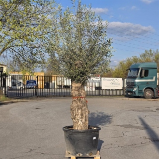 Olivenbaum "Olea Europaea" (Nr.28) 95cm Stammu....