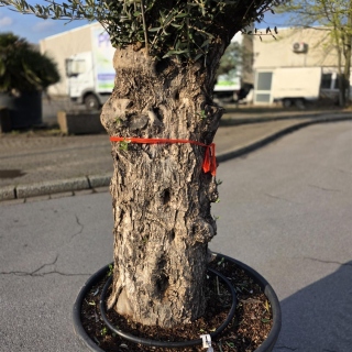 Olivenbaum "Olea Europaea" (Nr.28) 95cm Stammu. 250cm hoch